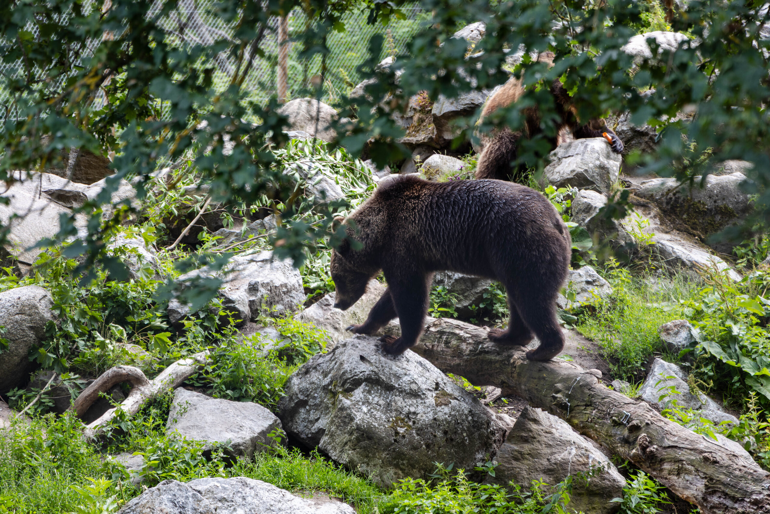 A bear outside in nature at Skansen Open Air Museum