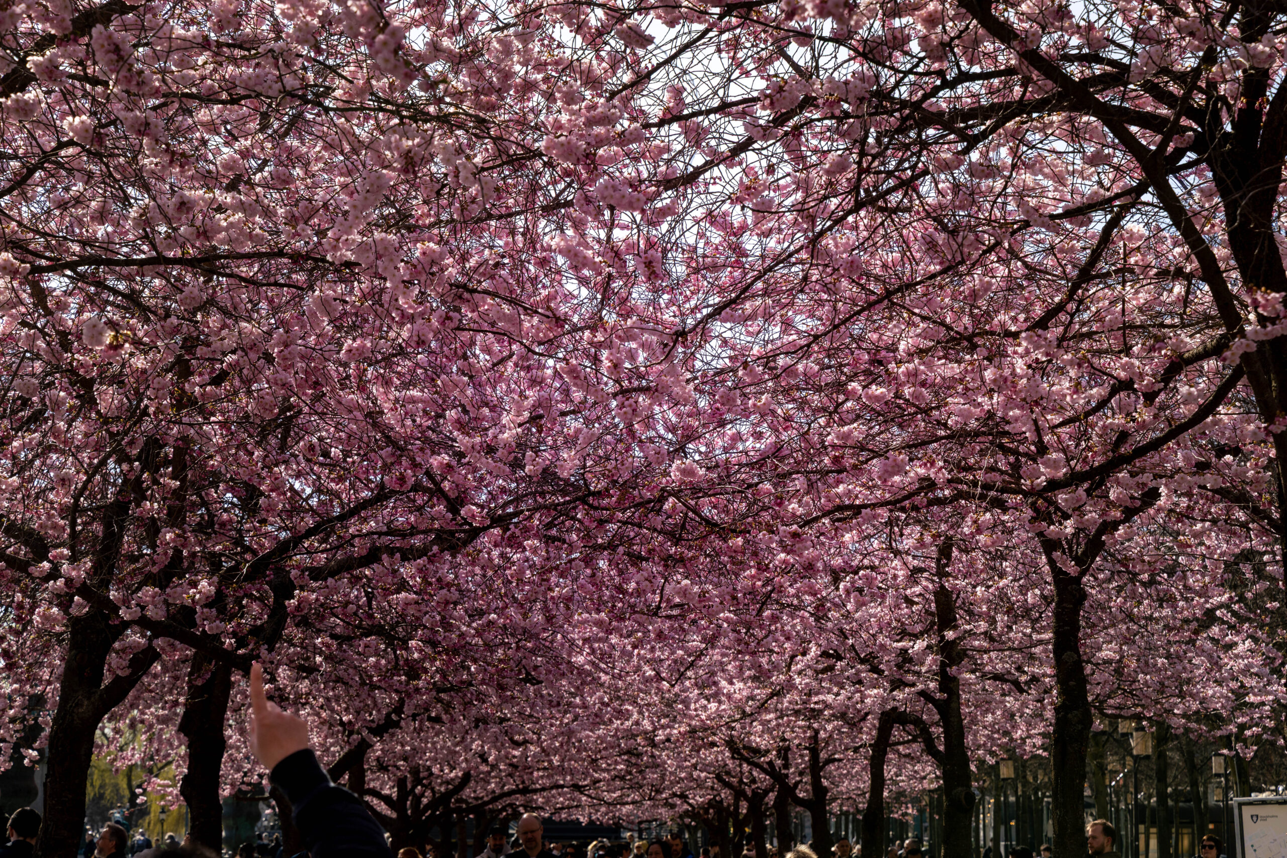 Kungstradgarden Spring Cherry Blossom Cherry blossom at Kungsträdgården park in Stockholm, Sweden.