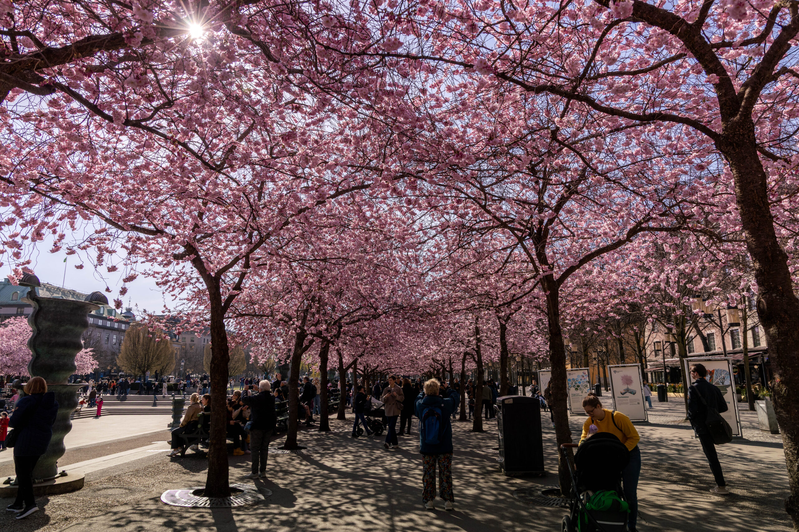 Cherry Blossom at Kungträdgården park in Stockholm, Sweden.
