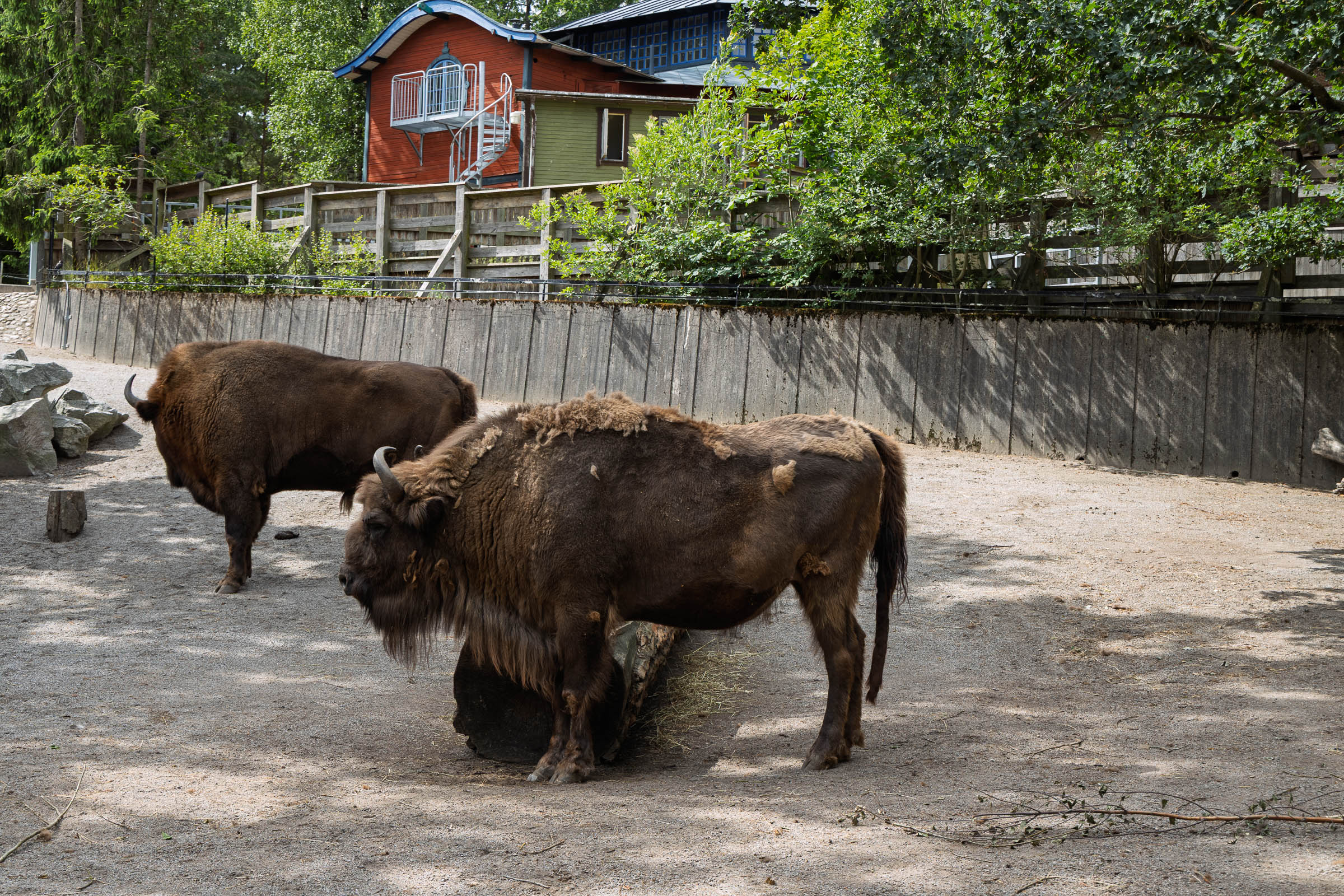 skansen_animals_summer_1
